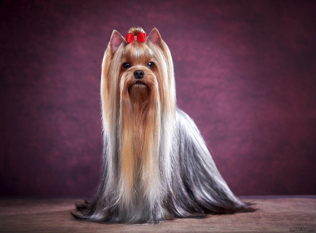  IMPOSSIBLE BEAUTY IN LOVE AGAIN — Labaza DogPedigree YorkshireTerrier